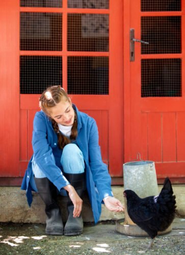 Is calcium bentonite good for chickens?