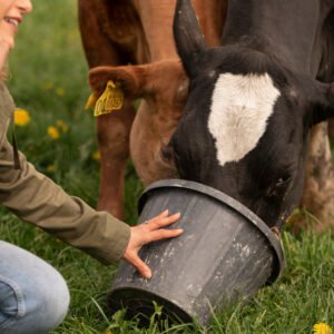 Is bentonite safe for cows?