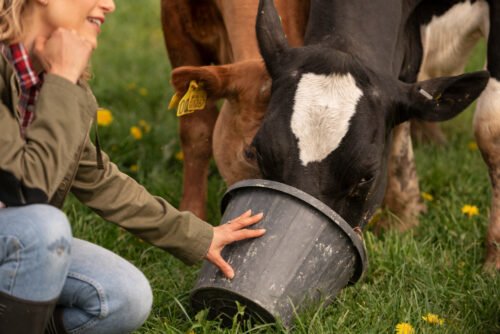 Is bentonite safe for cows?