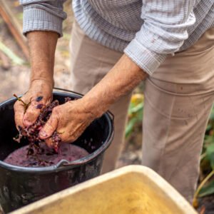 Benefits of Using Bentonite in Winemaking