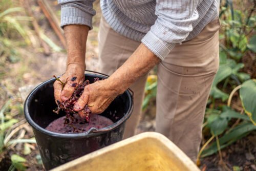 Benefits of Using Bentonite in Winemaking