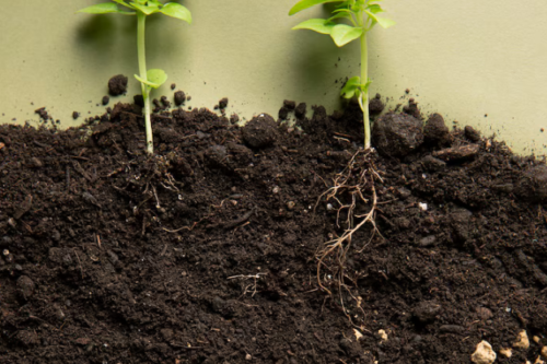 10 Bentonite Soil Benefits That Will Transform Your Garden